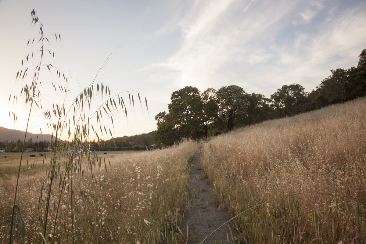 sonomaopenspace's tweet image. We’re all enjoying this crisp fall weather! It feels like the perfect weather to explore, and this time of year we recommend Sonoma Valley’s many parks and open spaces. See our full list of Ag + Open Space-conserved lands open to the public now via: campsite.bio/sonomaopenspace