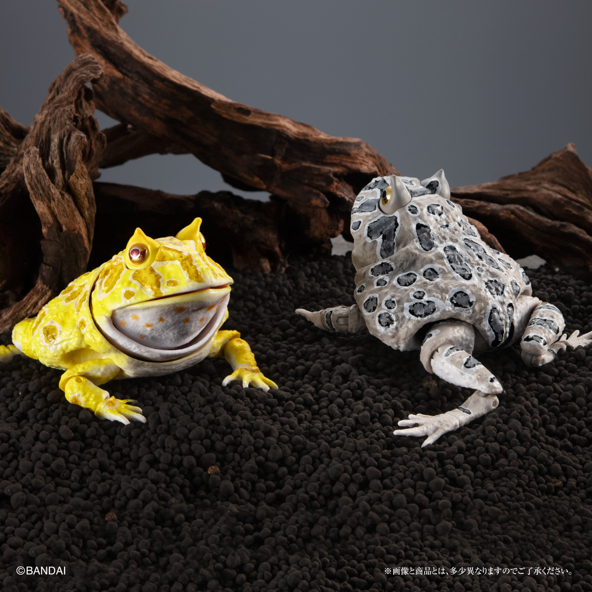 いきもの大図鑑アドバンス ツノガエル （税込1,500円） ＼ ナムコ