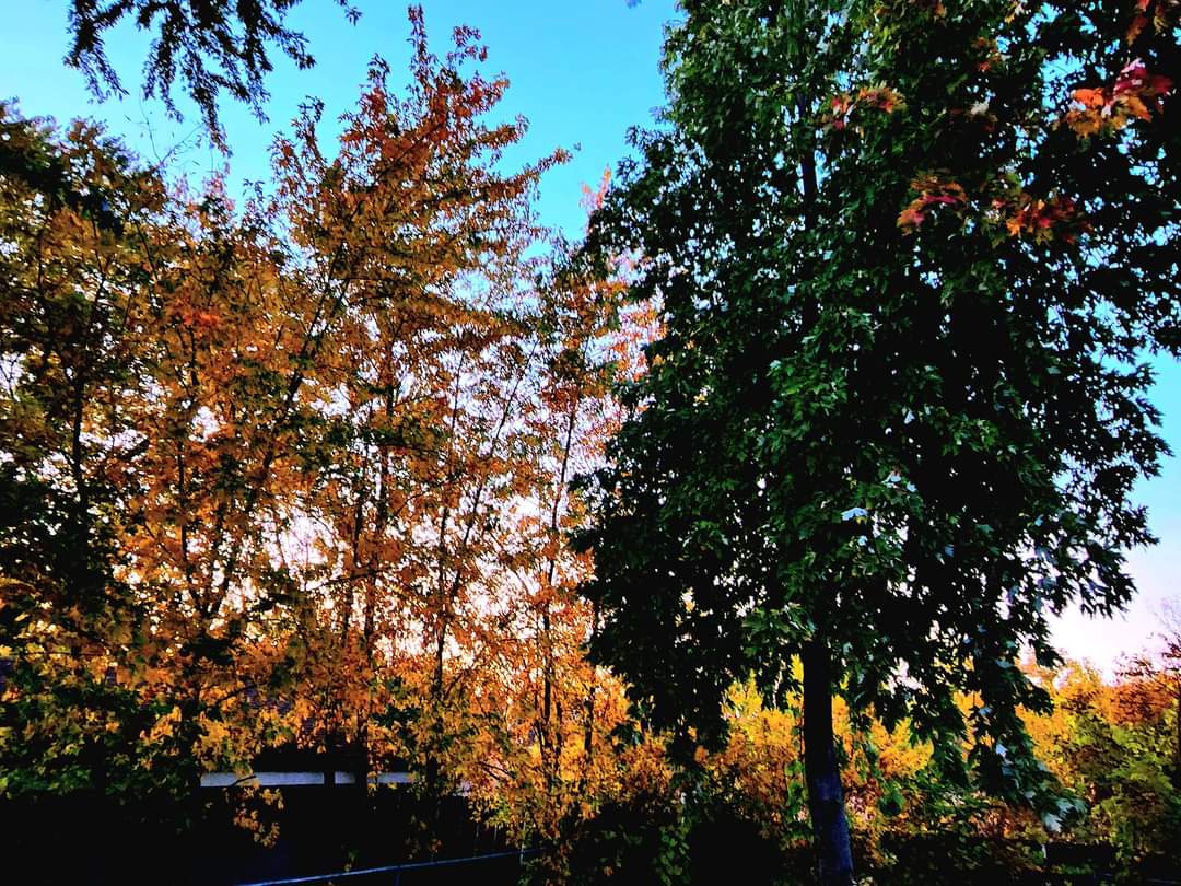 mpenningtonart's tweet photo. My favorite time of the year, from our back yard 😍🍁

#fall #beautiful #home https://t.co/7AbmJEgOej