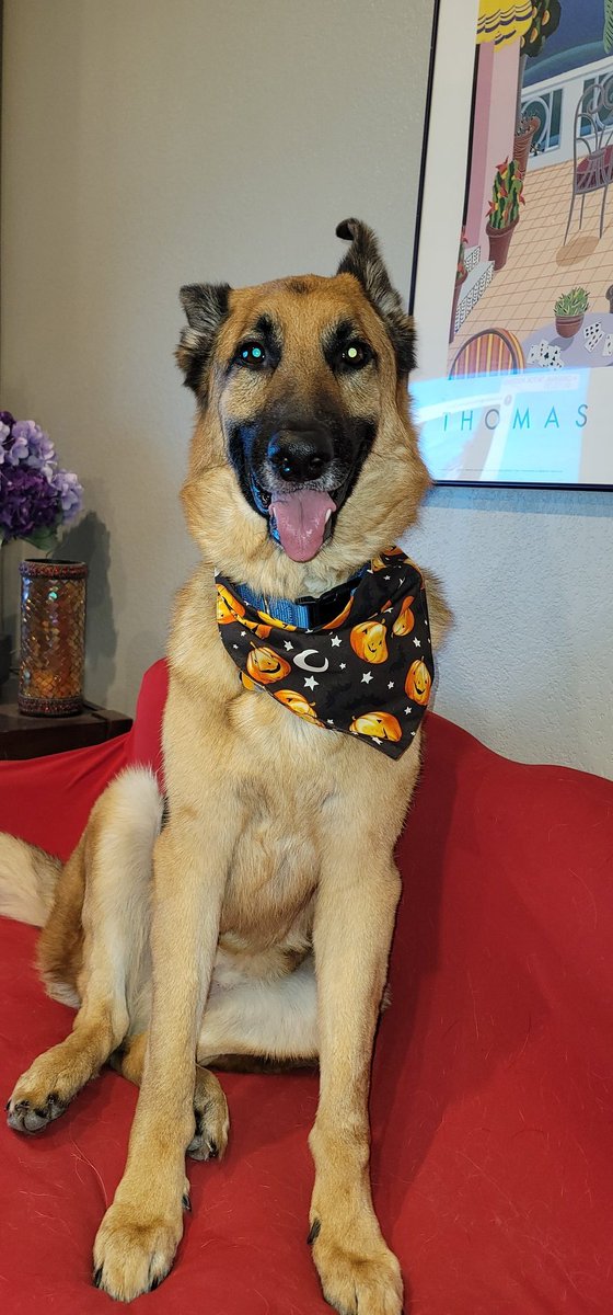 Sar_E_Bear's tweet photo. Mav is sporting his Halloween attire for tonight's show!#OPLive #OPLiveNation https://t.co/BQmiRXSJys