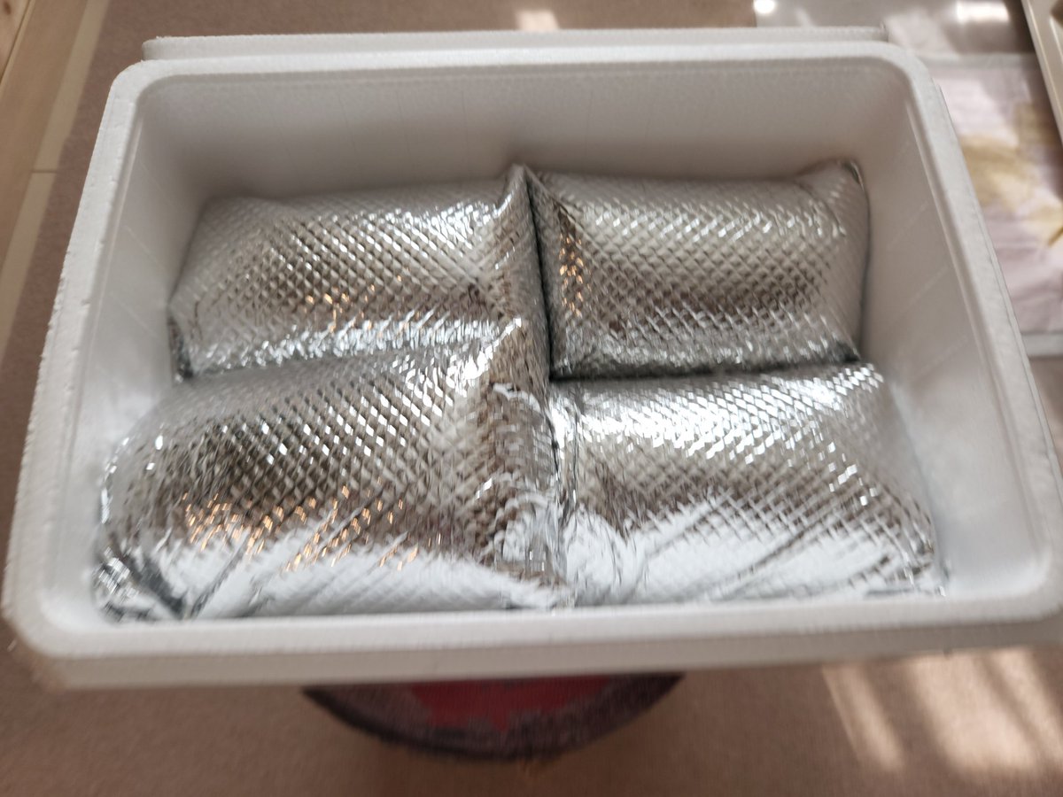 kickbox0003's tweet image. 今朝無事に2ペア引き取り完了

ありがとうございます☺️

#闘魚庵
#Bahiton #Datar