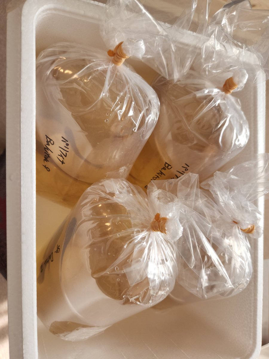 kickbox0003's tweet image. 今朝無事に2ペア引き取り完了

ありがとうございます☺️

#闘魚庵
#Bahiton #Datar