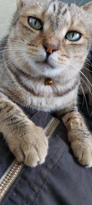 午前中だけ職場猫と共にお仕事済ませたぞ。 