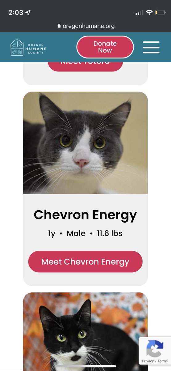 dmeconis's tweet photo. Shoutout to the apparently unhinged volunteer at @OregonHumane who was on kitten-naming duty this week https://t.co/q5sNdiTav8