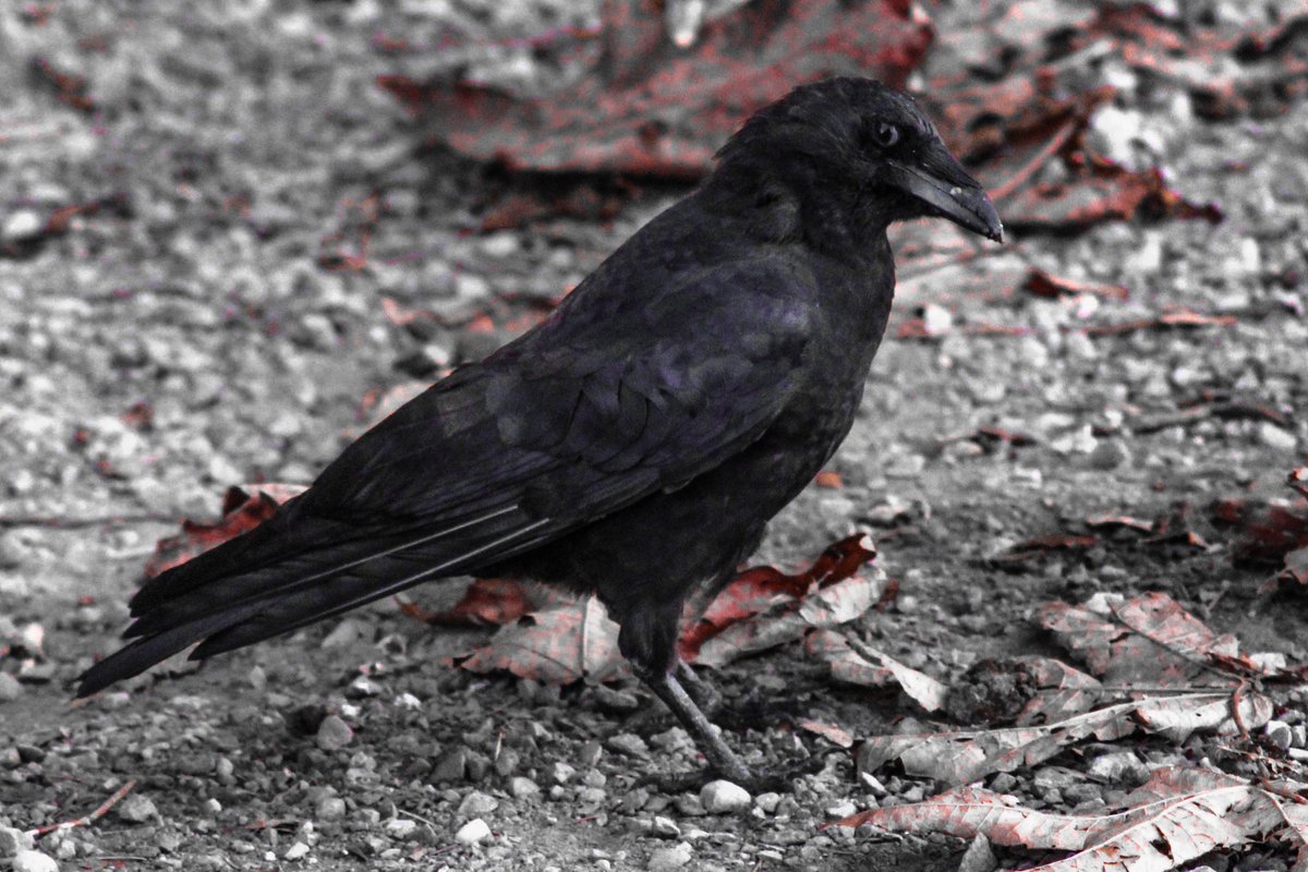 SepiaShutterbug's tweet image. Always love being able to capture crow images. They're one of my favorite corvids, up there with magpies 🖤
Taken in Tacoma, WA