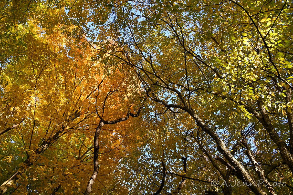 SimplyMeAshlee_'s tweet photo. #photography #dailyphoto #GoodVibesOnly #ajennphoto #ISuckAtTwitter #Nikon #NewYork #HudsonValley #Landscape #Autumn https://t.co/fmI7SxQ3dL