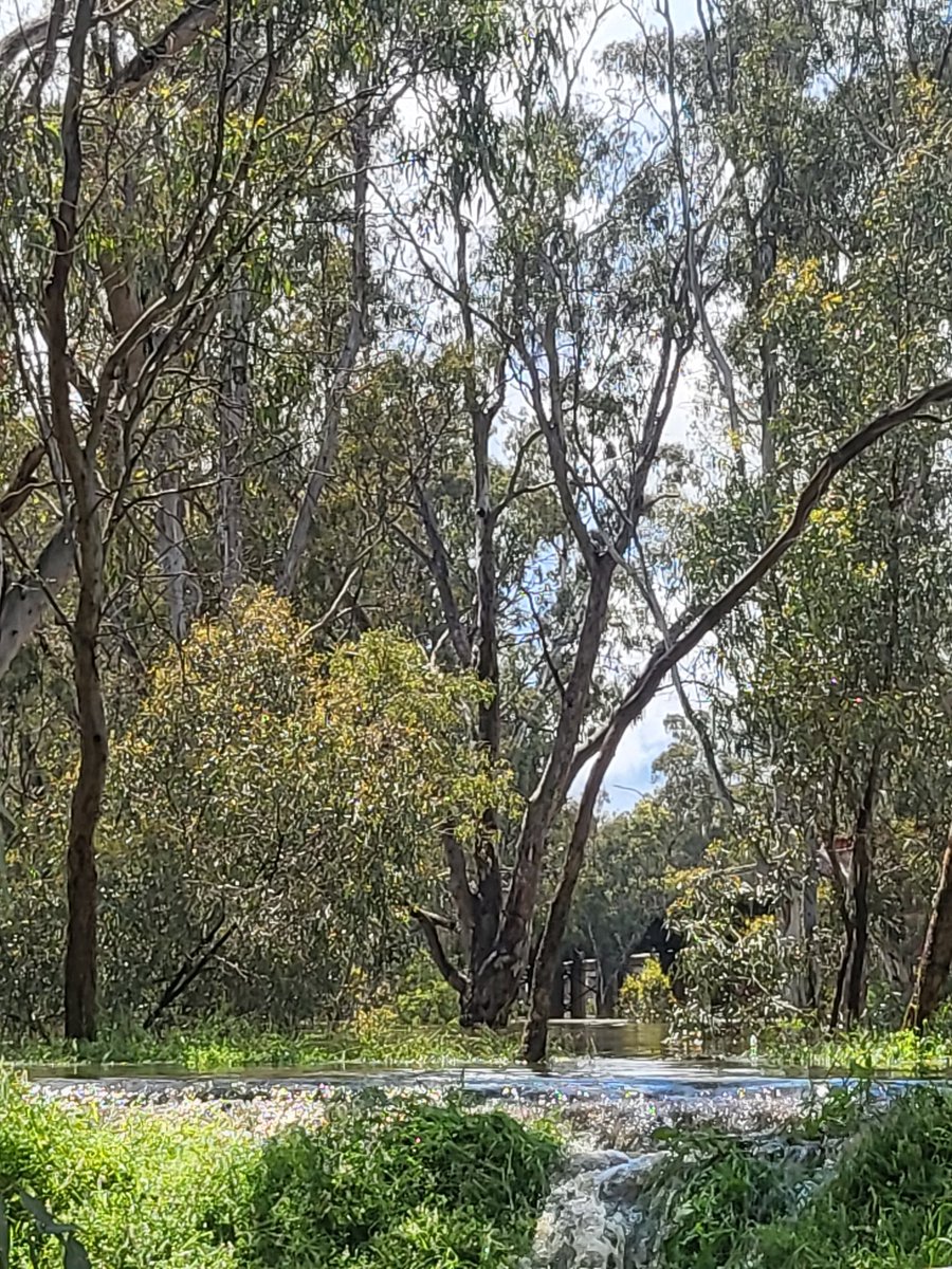 RochyKate's tweet photo. The Murray is gushing over the permanent levee at the back of the information centre in Echuca. Lots of people checking out the town's new waterfall. #Vic floods https://t.co/kwsGGcQfms