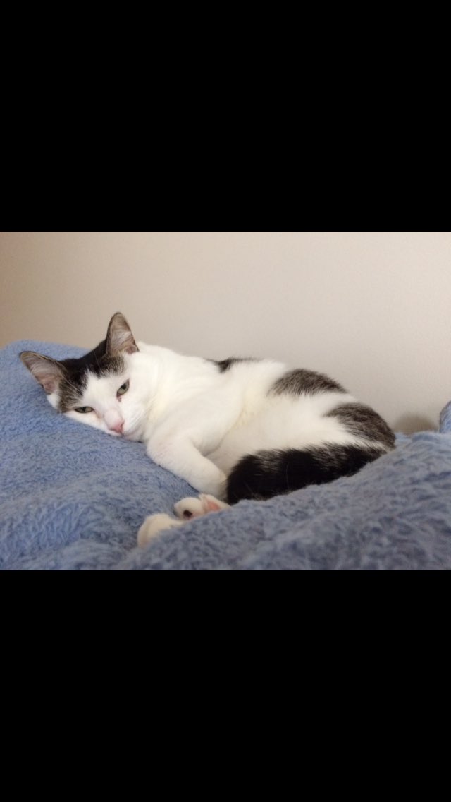 GreatScottFraud's tweet photo. @CultofJessie This lady will be 10 in February. She was fat shamed at the vet for weighing 12 lbs a few yrs ago. https://t.co/mqzA3jBNyl