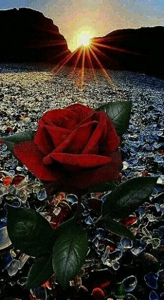 <a href="/Mariela88257812/">Mariela</a> <a href="/YAVelzquez1/">Mambí Rebelde ☭🇨🇺</a> <a href="/Viltre2/">Viltre 🇨🇺</a> <a href="/Aleon871/">Albert.</a> <a href="/CeciCuba/">CeciCuba 🇨🇺</a> <a href="/zurdoBo7/">Zurdo ☭</a> <a href="/DraBettyCY/">DraBetCYe</a> <a href="/BettyLaRosa12/">Betty la🌹</a> <a href="/AlasDeAmorCuba/">AlasDeAmor🇨🇺</a> <a href="/LuisMar30727764/">Luis Mario</a> <a href="/Eduardo18420101/">Eduardo</a> <a href="/PequeGigante4/">PequeGigante</a> #OyeMiGenteVamos por una rosa y roja que es el color que nos identifica ✊❤️
<a href="/DeZurdaTeam_/">DeZurdaTeam 📳</a>  <a href="/Chevara63/">★ Ché Guevara ★</a>