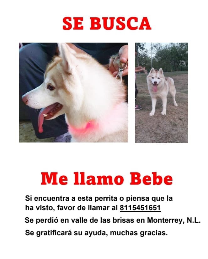 Nos ayudas a encontrarlo? Extraviado en Valle de las Brisas <a href="/prodanmty/">Prodefensa Animal AC</a> <a href="/JudithMedrano/">Judith Medrano</a> <a href="/yolandapasteles/">yolandarosales</a> @AdoptaUnPerroNL <a href="/AdoptaMonterrey/">Adopta Monterrey A.C</a> <a href="/AtentosMTYSur/">Atentos Mty Sur ¡vecinos en acción!</a> <a href="/Mascotasresgmty/">Mascotas Resguardadas Monterrey, Nuevo León</a>