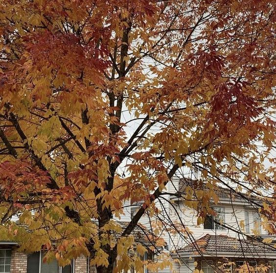 angeIsmuse's tweet photo. october is almost slipping away 🍂☕️🧺 https://t.co/khMS0DtcZy