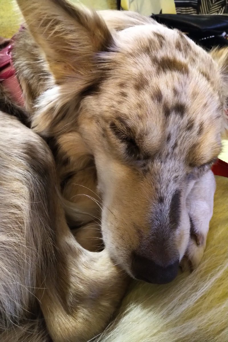 adi_cat's tweet photo. @michaeldthomas my heart, i am so so sorry, here is a picture of my puppy we send Caitlin our love. https://t.co/IOv7SzaBFo