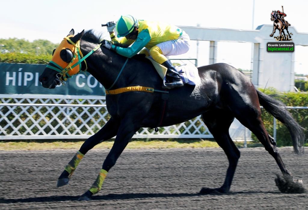 hipicatotal's tweet photo. BELLO FOREVER ganando con DANILO GRISALES la 2ª carrera del martes 18 de octubre. Pertenece al stud DON MEMO y es preparado por GERARDO MELO. Pagó $1.40 como favorito de la competencia #hipicatotal #BelloForever #DaniloGrisales #StudDonMemo #GerardoMelo https://t.co/JhJxRIy5FO