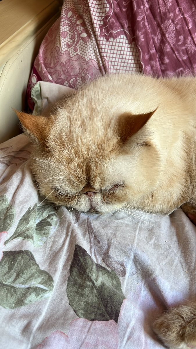 Dr_Alice_Woods's tweet photo. Помните кота Макса, к которому я ездила в сентябре? К сожалению, Макс в большой беде, и ему нужна помощь.
Не привяжись я так к Максу за это время, я бы не стала этого писать, но ниже будет рассказ от его хозяйки. https://t.co/G6tJAWErr5