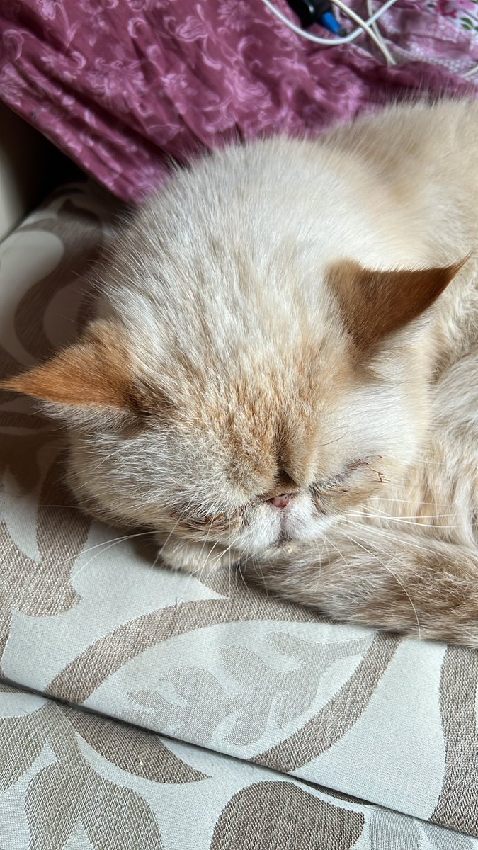 Dr_Alice_Woods's tweet photo. Помните кота Макса, к которому я ездила в сентябре? К сожалению, Макс в большой беде, и ему нужна помощь.
Не привяжись я так к Максу за это время, я бы не стала этого писать, но ниже будет рассказ от его хозяйки. https://t.co/G6tJAWErr5