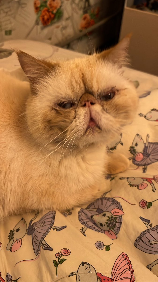 Dr_Alice_Woods's tweet photo. Помните кота Макса, к которому я ездила в сентябре? К сожалению, Макс в большой беде, и ему нужна помощь.
Не привяжись я так к Максу за это время, я бы не стала этого писать, но ниже будет рассказ от его хозяйки. https://t.co/G6tJAWErr5