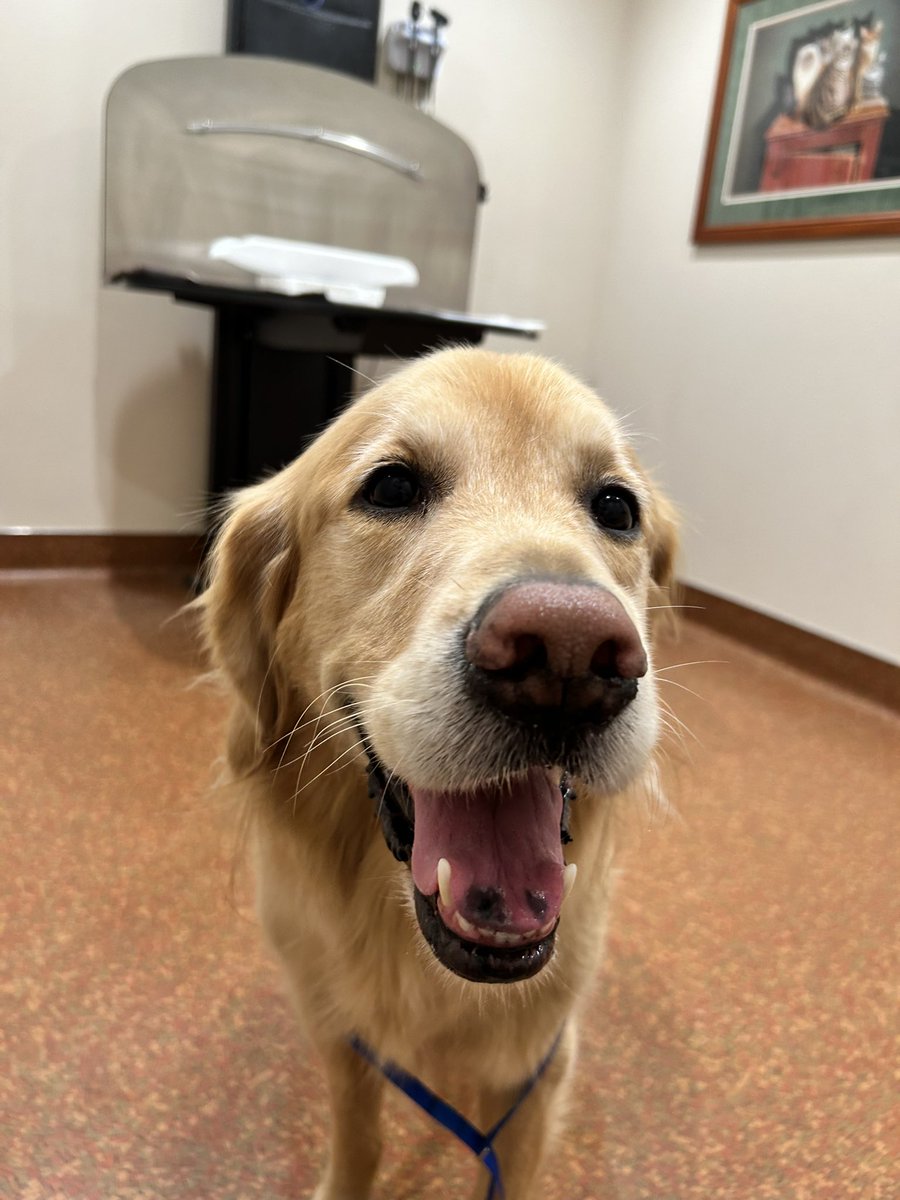SomeKindaRecord's tweet photo. @mmacgreg Here’s Hubble the Dog at the vet wishing you well. https://t.co/qBaXWYJDId