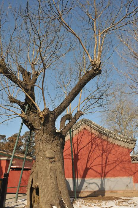 NiagaraRF's tweet image. 当年北京景山中
歪脖垂绦吊崇祯
崇祯不知何处去
歪脖依旧等匪君