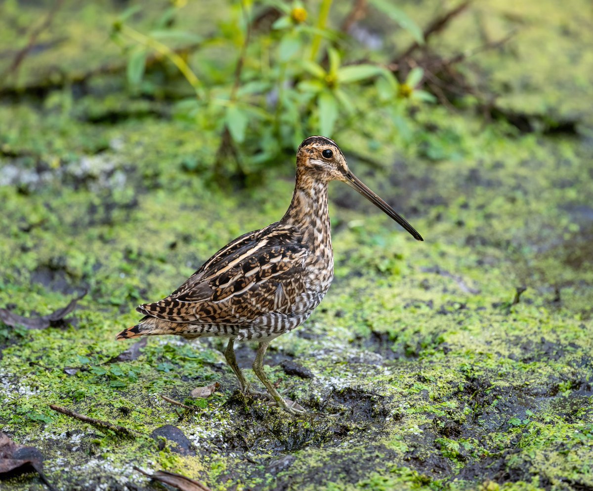 marycbirchem's tweet photo. Midnights on repeat and the first rain in what feels like forever. Perfect combo for a photo editing sesh. 

Wilson’s snipe at Nisqually Wildlife Refuge a couple weekends ago. #birdphotograhpy #BirdTwitter #wilsonsnipe #TwitterNatureCommunity https://t.co/BCi3PLL3kF