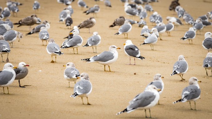 Birds the word 🐦 https://t.co/MlRHxFLLPP<a href="/tag/stalefish"class="tags"><span>#stalefish</span></a>