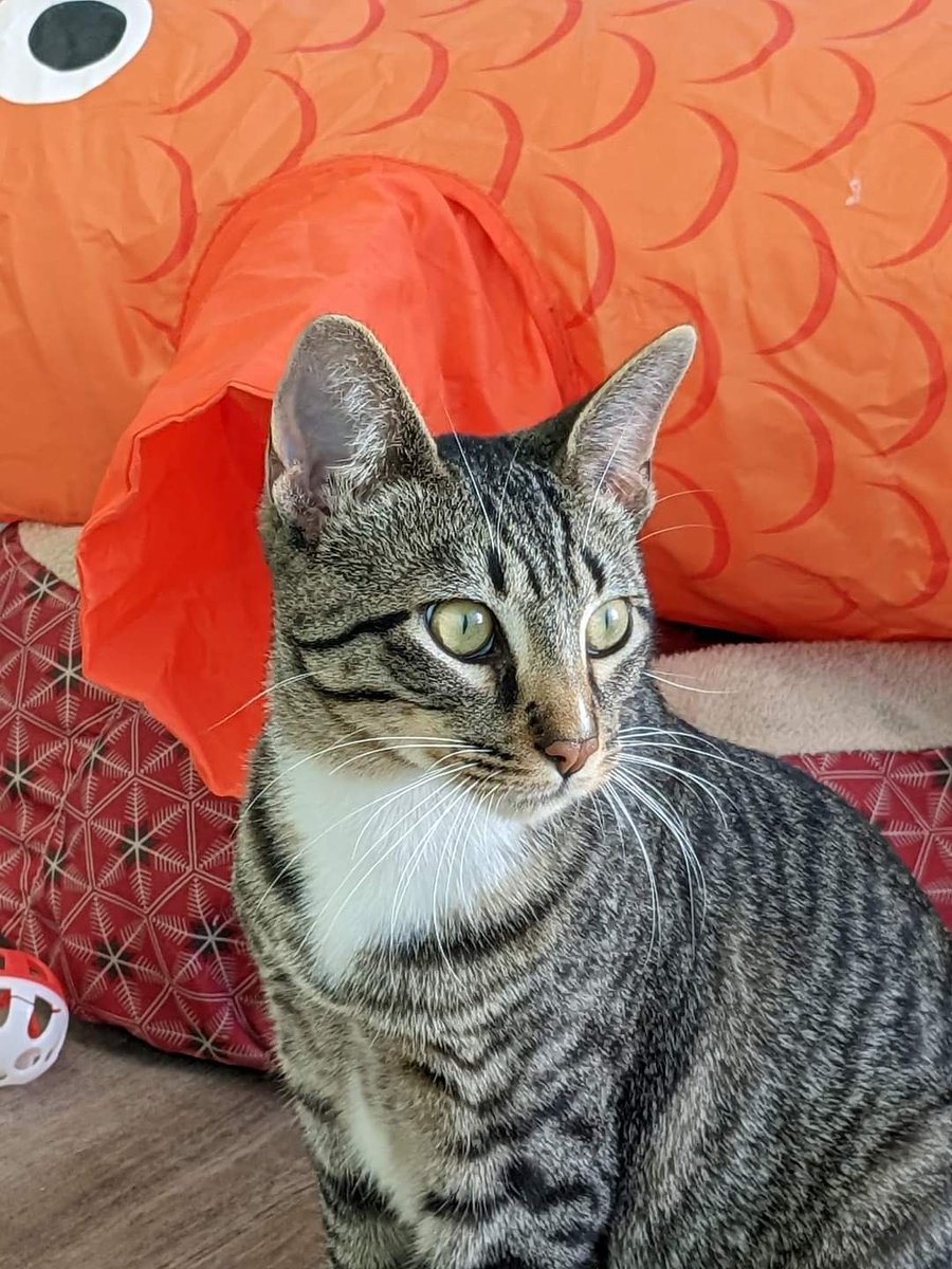 FeralFixers's tweet photo. Hey you guys, it's me, Butkus! I just wanted to wish you a very happy Friday! And also let you know...I'm still here...🫤. It's pretty fun and I love the volunteers and their laps, but I'm really ready for my forever family to come pick me up. #adoptdontshop #tnrsaveslives https://t.co/VfKH6eEGeD