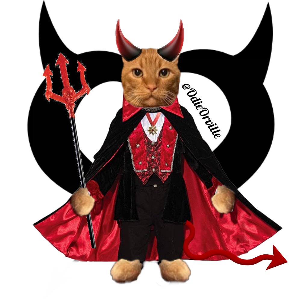 OdieOrville's tweet photo. Mom's purrfect little angel has turned into an impish little devil today! 😹🎃👻 https://t.co/DLFKLqbnvp