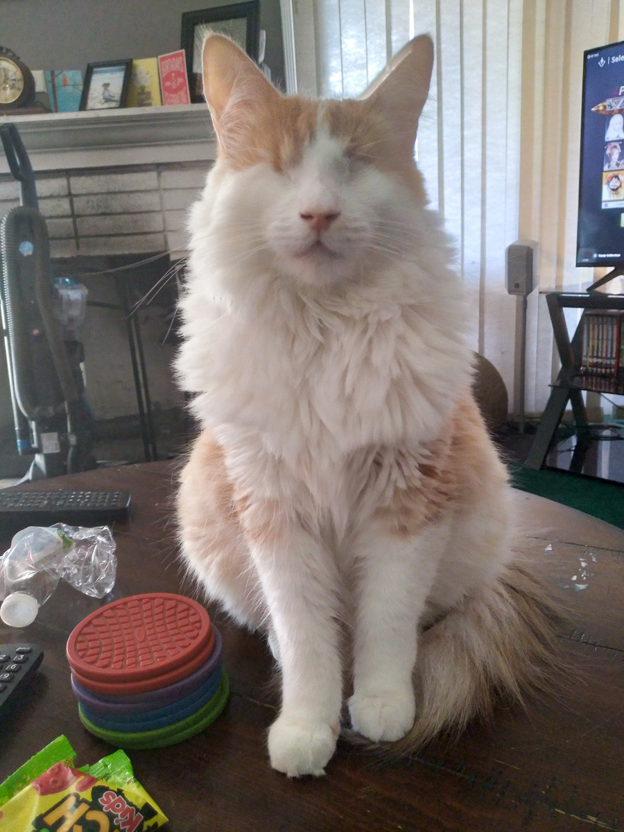 Michael was a combat #veteran who considered a service dog to help him thrive. Mojave, a blind cat, needed a family to help him navigate the world. Together, Michael + Mojave became the perfect partners in healing.

Read Michael + Mojave’s Love Story: petco.love/3SmEm7t