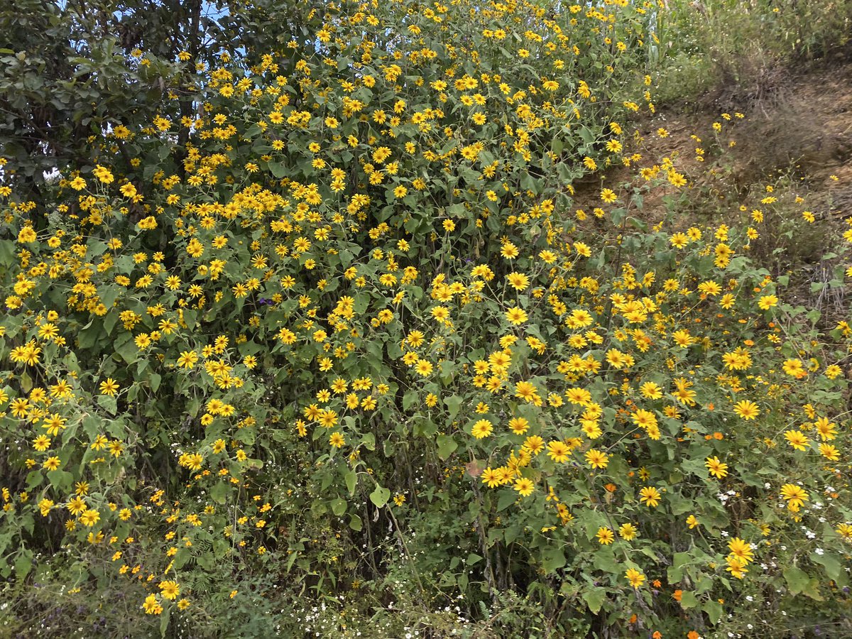 Ojitos__27's tweet photo. La vida debería de ser amarilla… 💛🌼🌻🌻#AmarYYa🌼💛.
#Paisajes #work #FloresAmarillas🌼😍 https://t.co/NX100s87r2