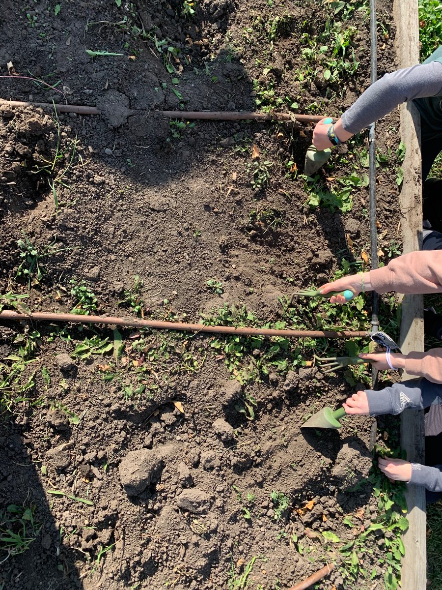 At lunch this week, some students helped winterize our garden beds. Looking forward to spring where we can get our hands dirty again.