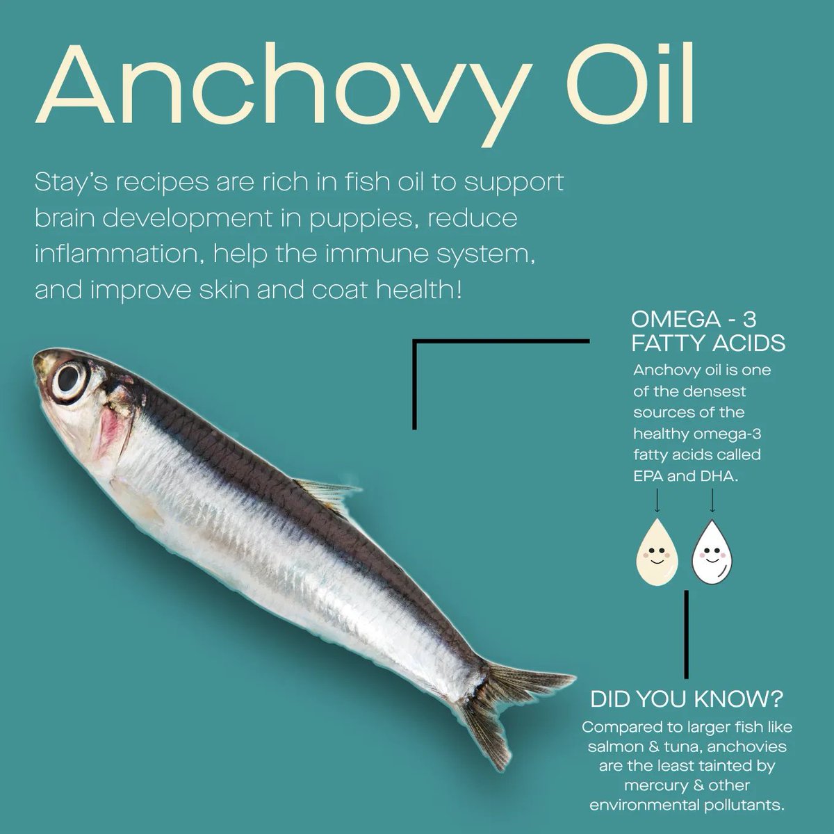 StayLabs's tweet photo. You may not like them on pizza, but anchovies are super healthy and great for your dog! Check out why our team of expert nutritionists and vets make sure to include anchovy oil in all of our fresh and tasty meals. 🐟🐟 https://t.co/pvofynbJH0