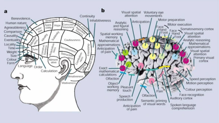 chrost_hugo's tweet photo. According to 19th century phrenologists, lumps on the skull revealed the locations in the brain responsible for mental functions (A) but PET and fMRI studies have revealed a different organization (B).

Source: @NatureNeuro 

#neuroscience #neurotwitter #Science #Biology https://t.co/RZ75vcX1cl