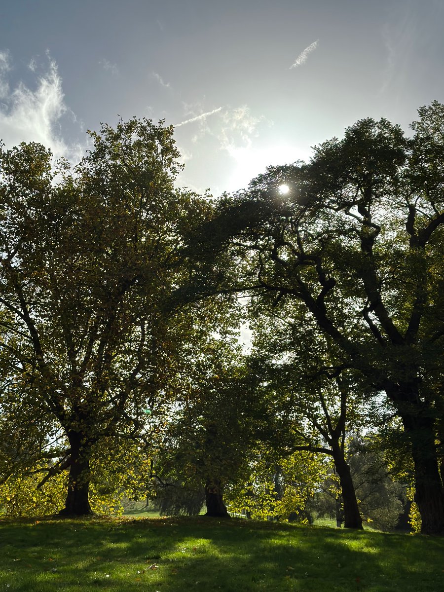 VivienImages's tweet photo. Greenwich Park tree canopy https://t.co/pT2XSaK7dV