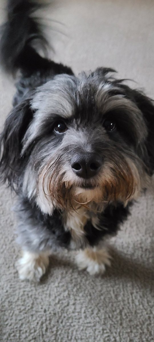 AlchemiDream's tweet photo. Just look at that face 🐶🐾 https://t.co/Omu8hN45bg