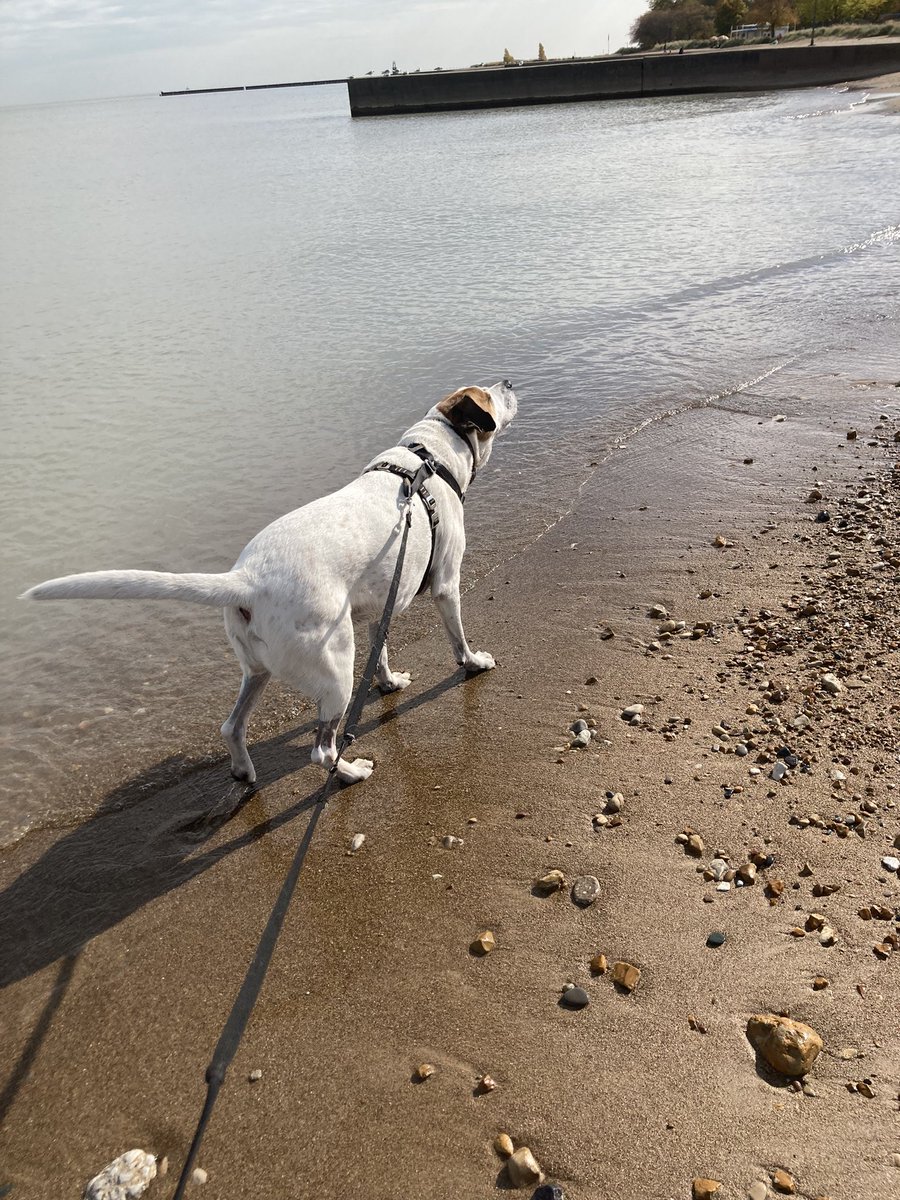 ConsciousPets's tweet photo. Schlomo along the lakefront….#dogs #dogwalking #RogersPark #LakeMichigan #Chicago #dogsofChicago https://t.co/LdfIENs8TE