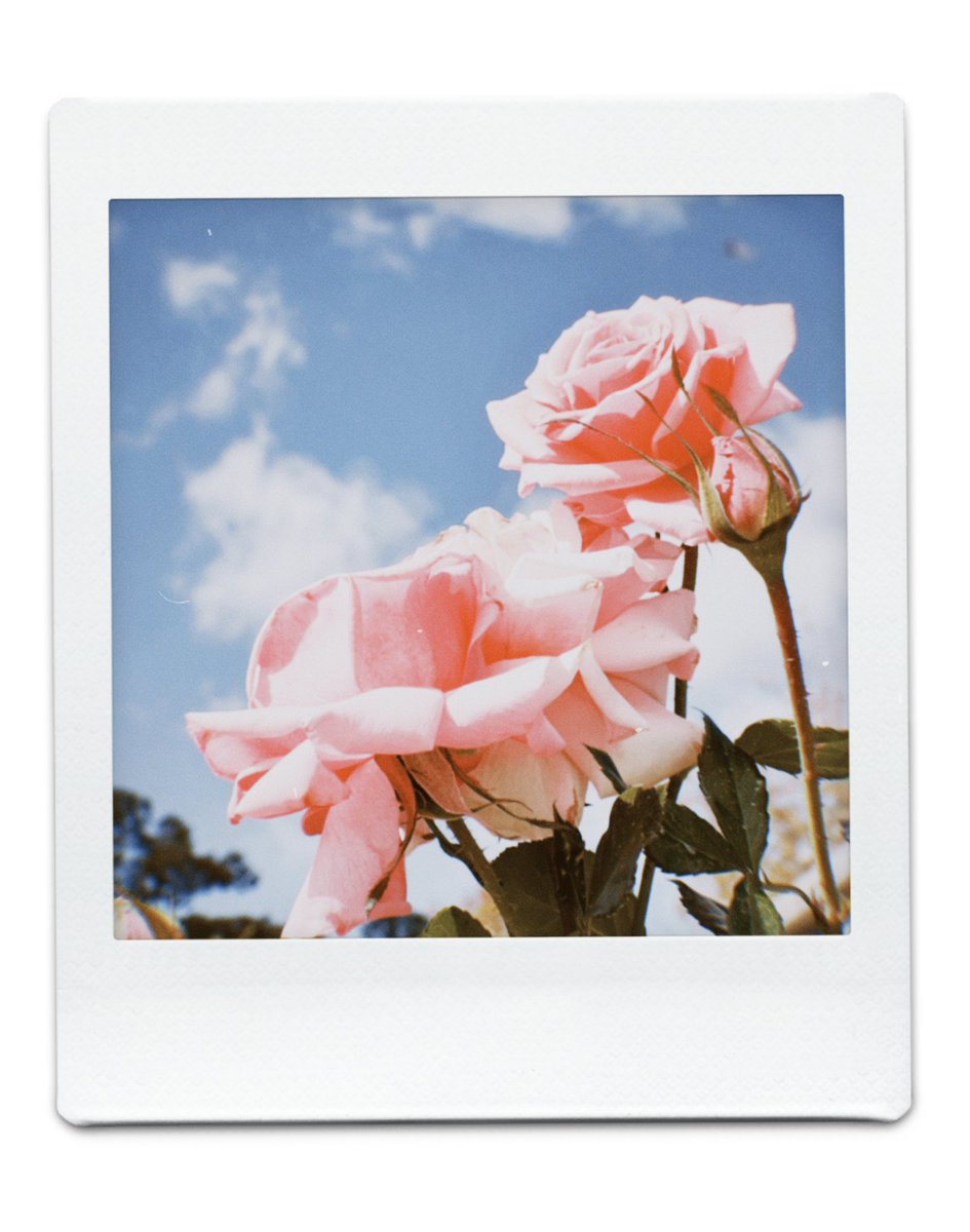 cestmaria's tweet photo. we are meant to bloom https://t.co/KoToJ1fXJY