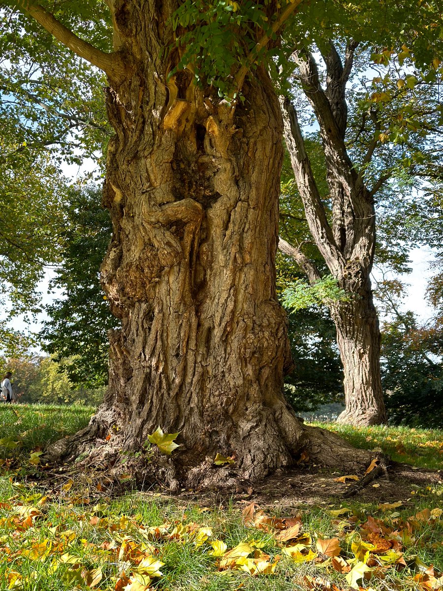 VivienImages's tweet photo. Beautiful depth of colour and texture in Greenwich Park today https://t.co/xBkRbfQETF