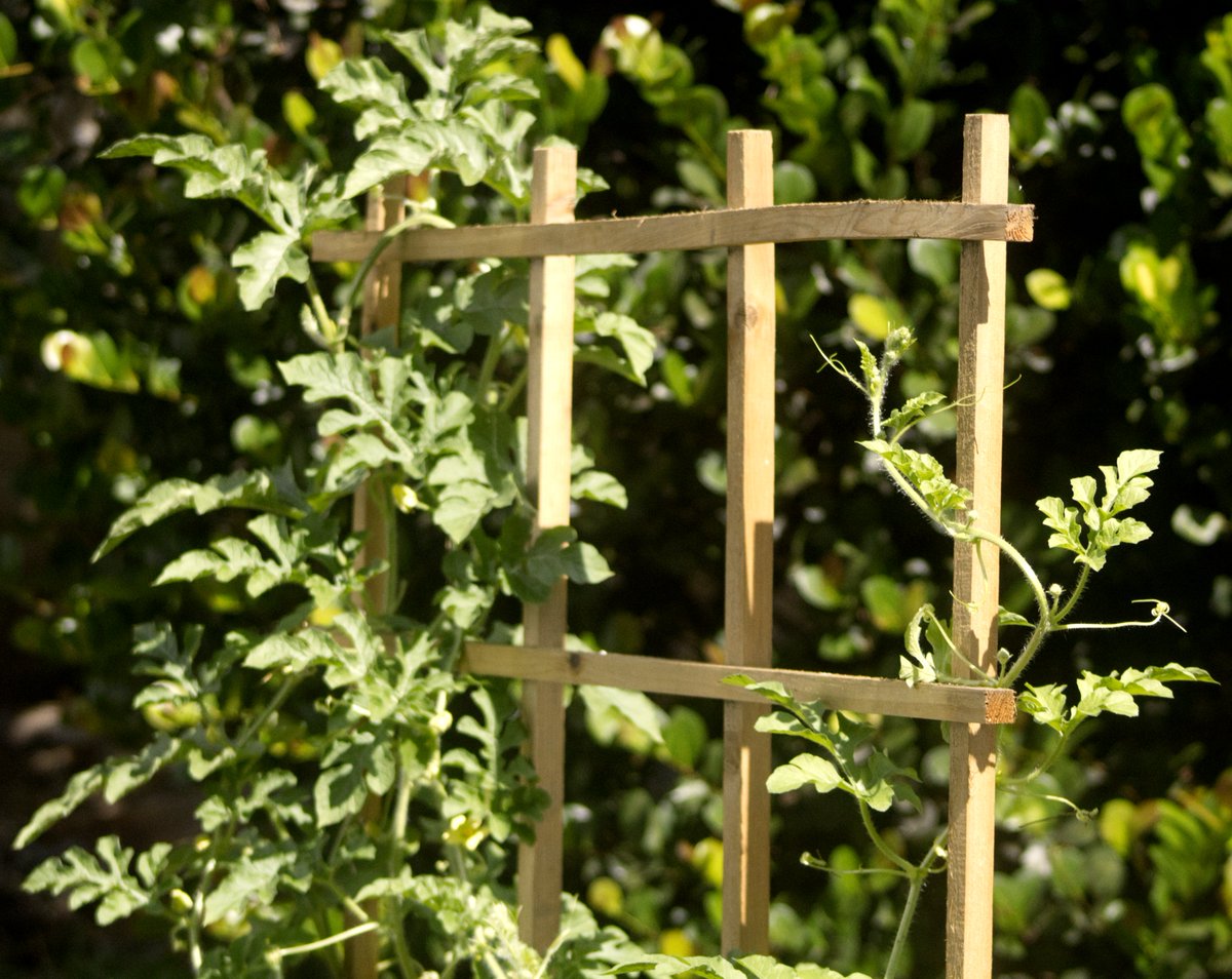ThePythiArts's tweet photo. #FridayPhoto #Vines #GardenersWorld 

I could use some of the peace that existed here https://t.co/F2sJ62n82v