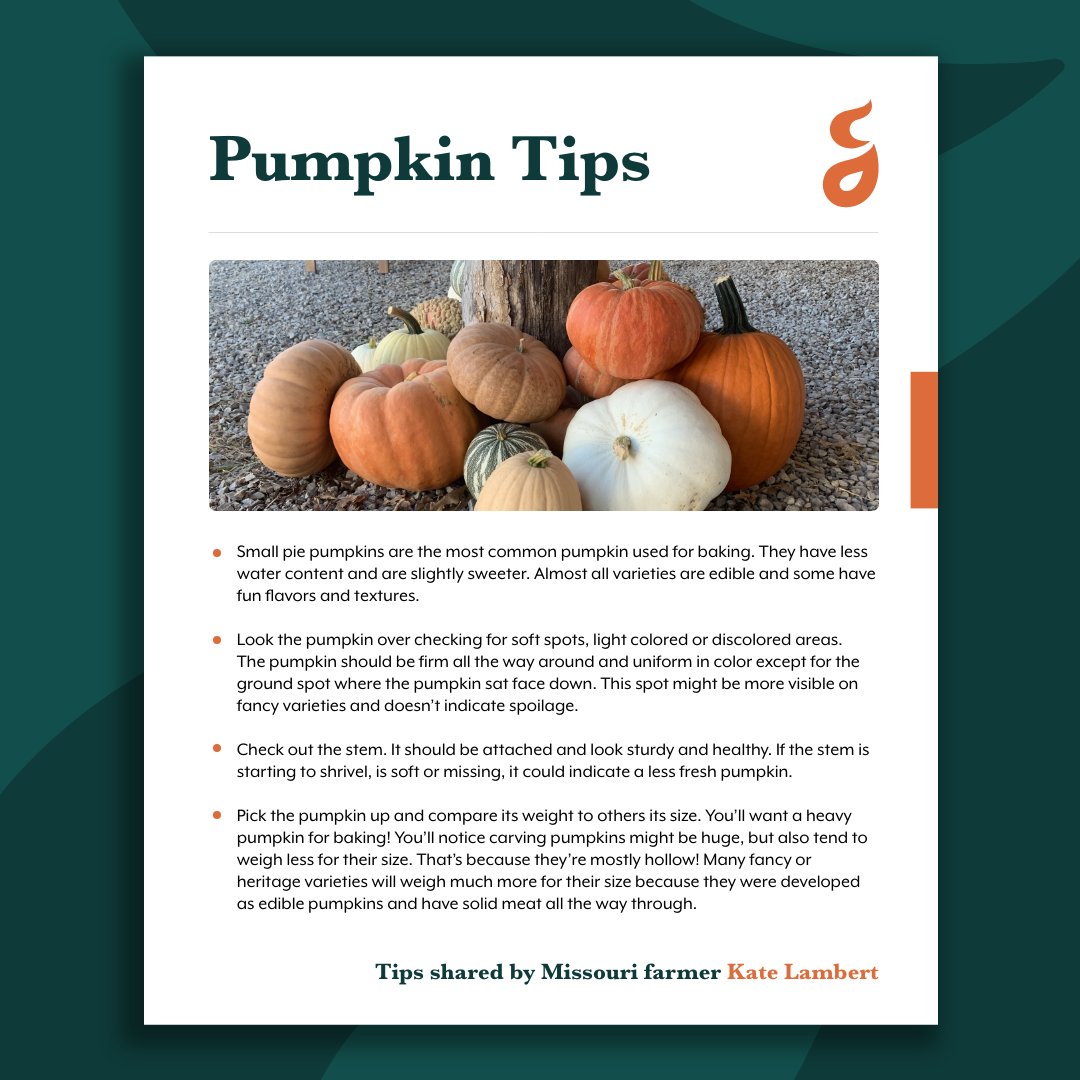 You won’t believe how many pumpkins are ripe for harvest in the U.S. right now! Here’s a hint, there are enough pumpkins for every person to take home two. Become a pumpkin picking pro with these tips from Missouri farmer Kate Lambert. #pumpkin #pumpkinpatch #fallfun #harvest
