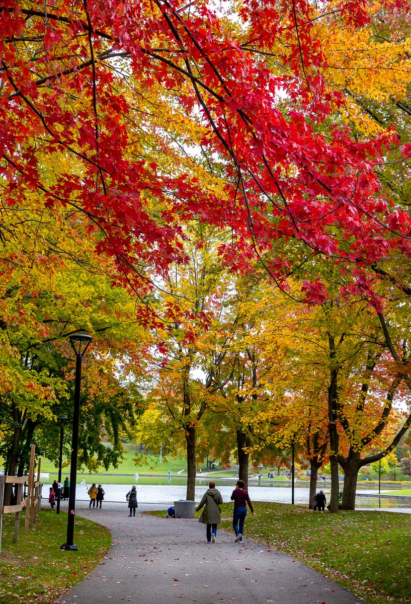 Montreal's tweet photo. Sundays are perfect for strolling. 🍁🍂🍃

📍 Beaver Lake
📷 @evablue #montreal #MTLmoments #sunday #photo https://t.co/D3qKrjFOwY