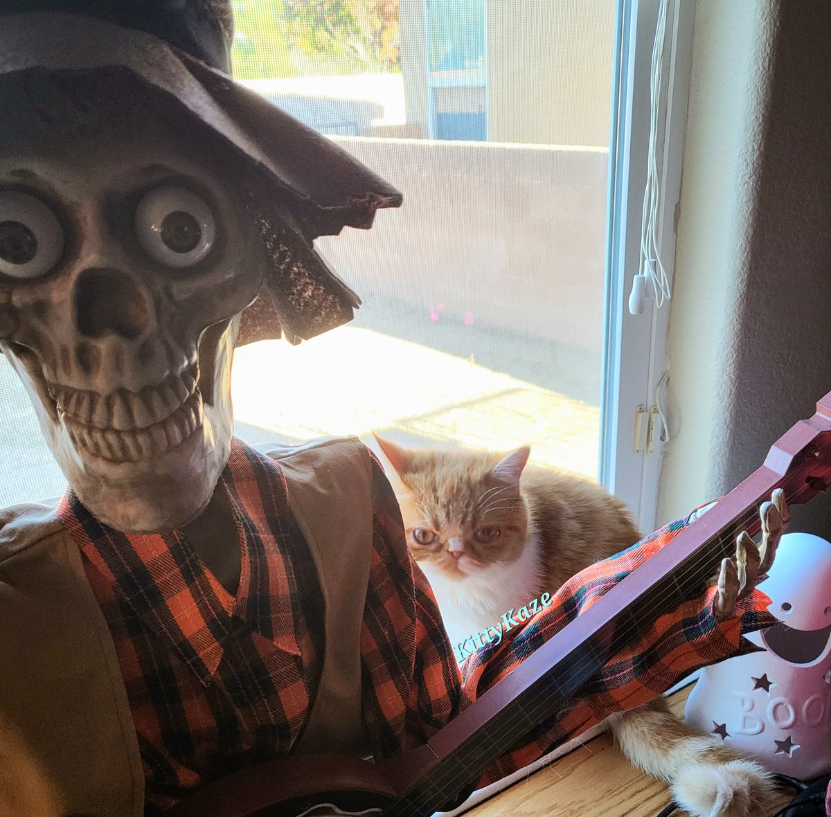 kitty_kaze's tweet image. 🐾 Mochi
I want to be a pumpkin!
#exoticshorthair #kittydecor