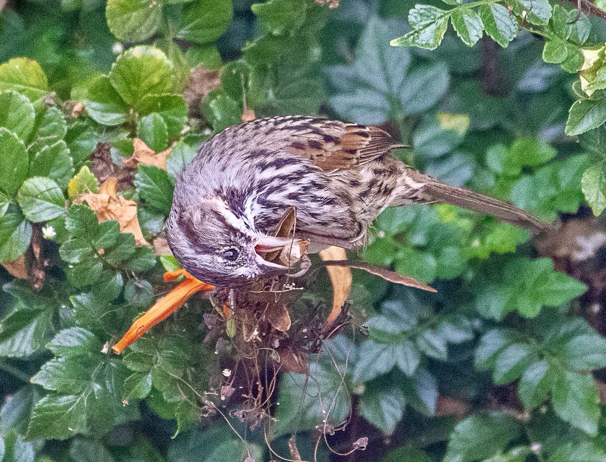 The Song sparrows are in the yard a lot and busy eating - this year’s juveniles are still around as well.