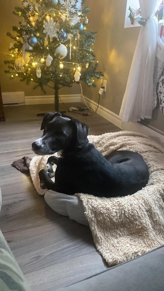 Muskoka411's tweet photo. MISSING - WILLOW is missing in the Huntsville / Limberlost area. Possibly running around the Pell Lake area. 
She is black with four white paws and is wearing a black collar with no tags.

She is skittish and friendly but may run/not come towards you. (705) 787-6273 https://t.co/PkgD403IjO