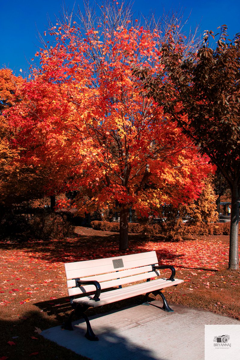 brecheeese's tweet photo. Today's fall walk 🍁 https://t.co/aYp6eso5Pa