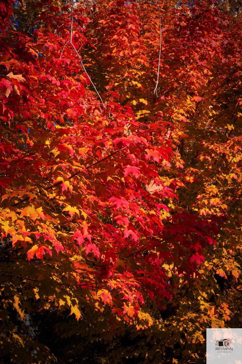 brecheeese's tweet photo. Today's fall walk 🍁 https://t.co/aYp6eso5Pa