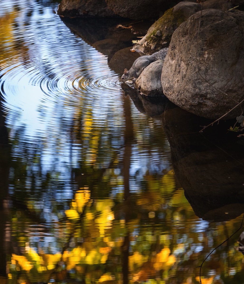 JasonHalley_CSU's tweet image. A squirrel quenches its thirst from the creek @chicostate #ThisIsChico