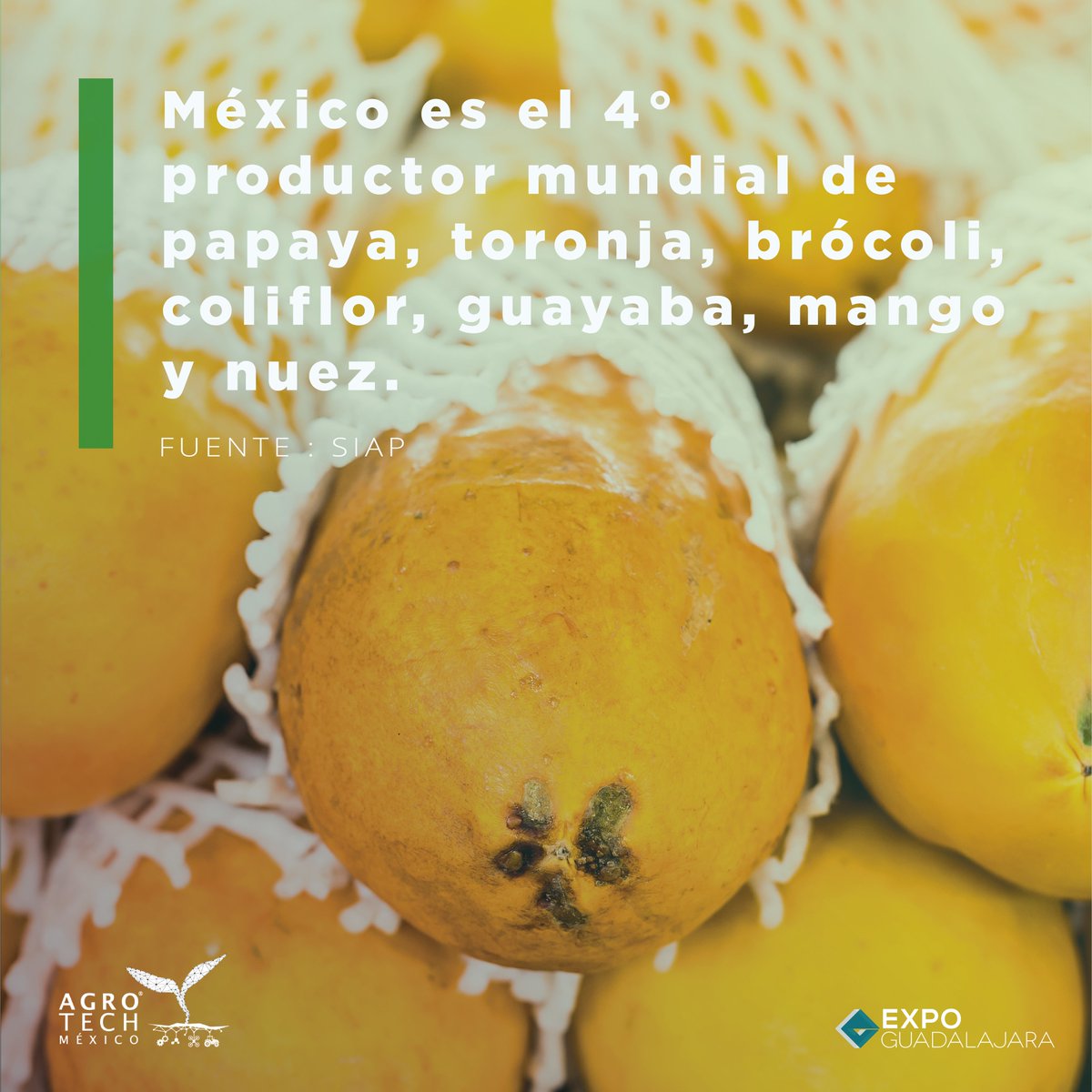 AgroTech_mx's tweet photo. 🫐 ¡Las frutas y verduras producidas en México llegan a todas partes del mundo!

Conoce la exhibición B2B especializada en Industria 4.0 para la agricultura 🚜, la ganadería 🐄 y la pesca 🎣

🔗 https://t.co/8Vqggukbww https://t.co/8CrxDIZPX8