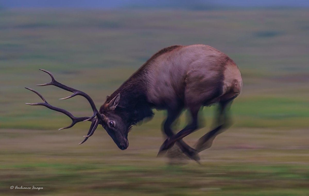 Caught this bull elk on the fly catching up with his herd after he came across the road last evening near Snoqualmie, WA.