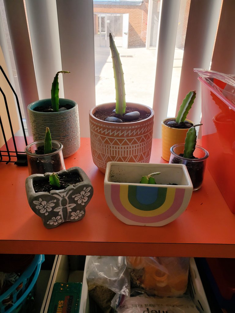 Mirbelis tweet media