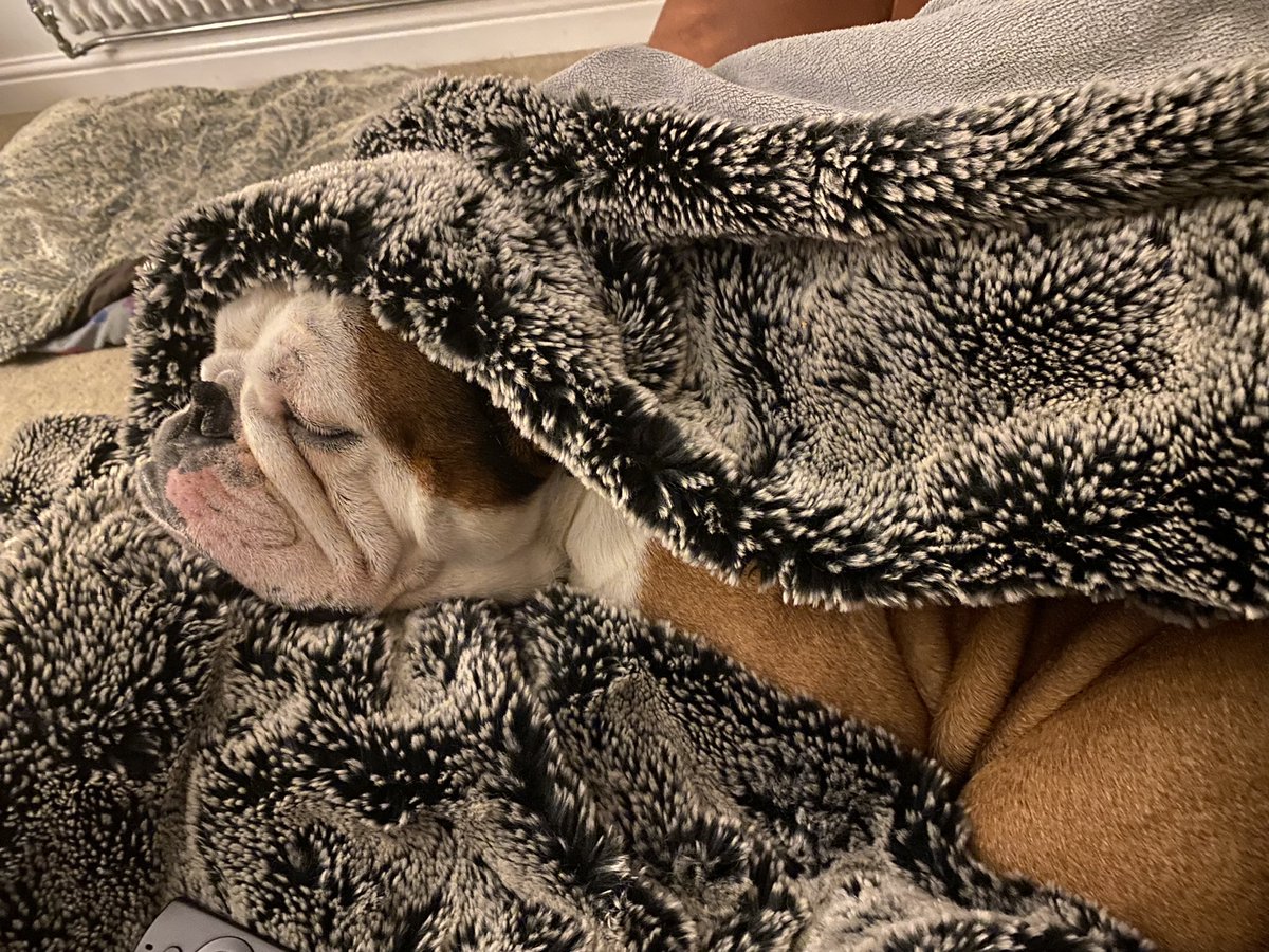 bulldog_harry's tweet photo. #LordMuck has got his own way again ๐ #HarryTheBulldog ๐ถ #WoofWoof ๐พ #DogsOnTwitter #Bulldogs #ForbiddenSofa #ForbiddenBlanket #TwoForThePriceOfOne https://t.co/D4qJf0sReJ