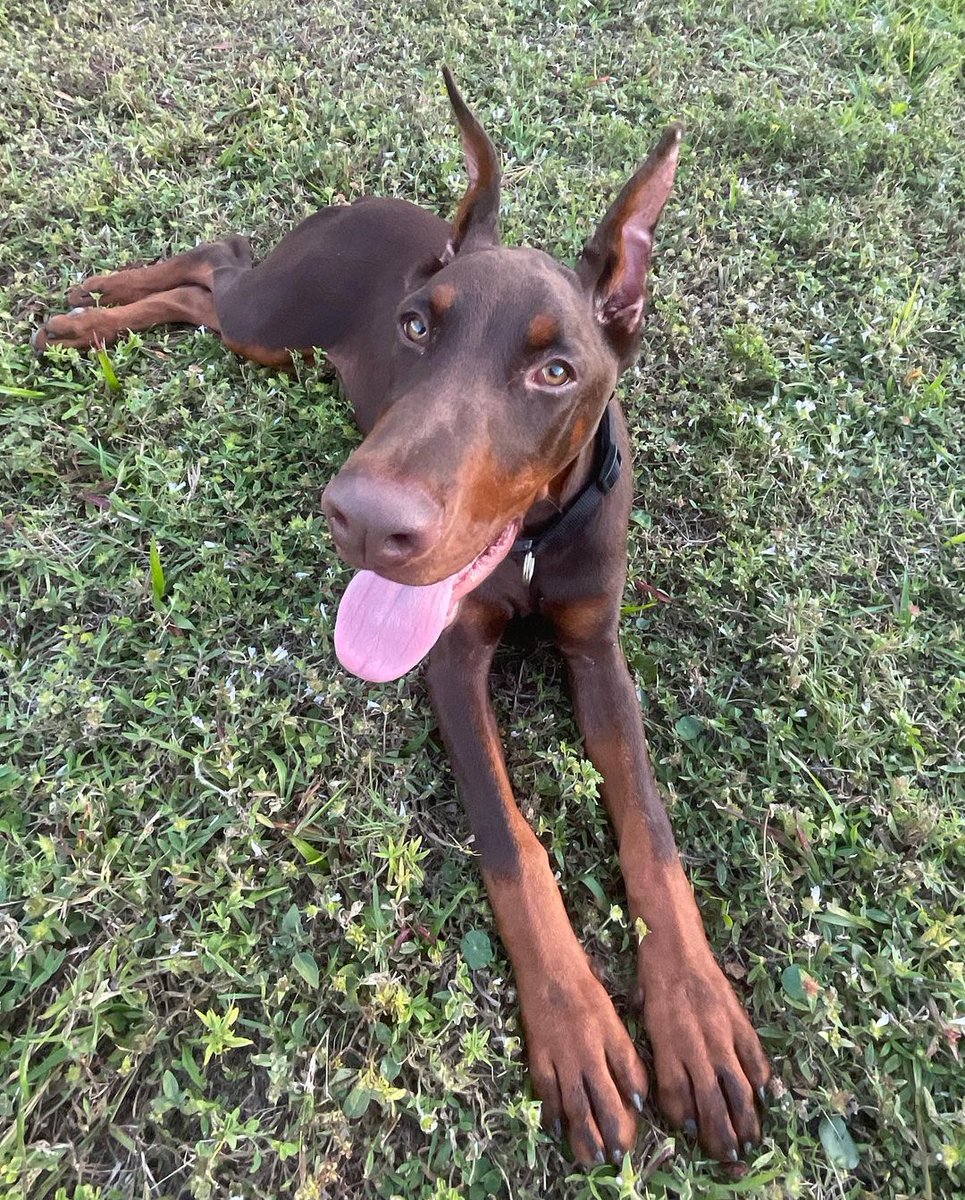 austinnedaal's tweet photo. The newest addition to our family  #PersonalProtectionDog in training Massari. 🙏 I am so excited to raise our Fur son with my queen @jilledal ❤️ Thank you so much @coastline_k9 for sourcing our beautiful 100% European Doberman and I am so excited to see him grow and develop https://t.co/iNYV5MYLJ6